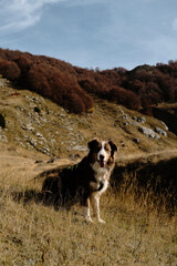 Australian Shepherd posing proudly in golden grass with autumn trees in Prokletije National Park,...