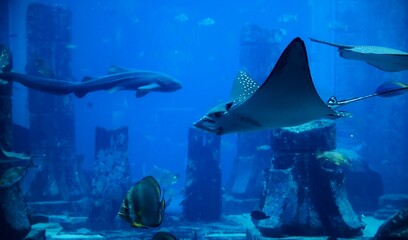 Stingray and Fish in Blue Aquarium