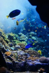 Colorful Tropical Fish in Coral Reefs