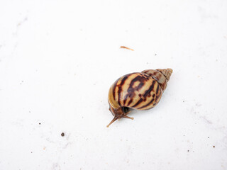 Africa Land Snail on white background.