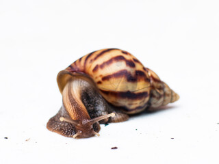 Africa Land Snail on white background.