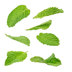 A collection of fresh green mint leaves scattered on a white background, highlighting their texture and aromatic freshness.