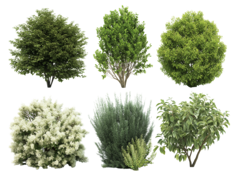 A compilation of various lush green trees and shrubs on display, ideal for botanical reference or landscape design inspiration.
