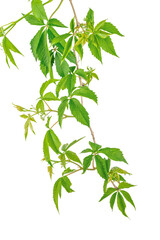 A climbing vine with lush green leaves twists naturally against a white background, evoking growth, nature, and organic vitality
