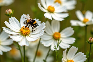 Obraz premium A bee is sitting on top of a white flower.