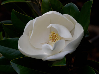 白くて大きな泰山木の花

