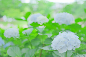 初夏に咲く白い紫陽花の花