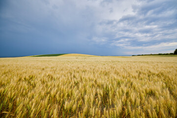 landscape with agricultural field on a cloudy day