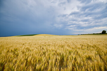 landscape with agricultural field on a cloudy day