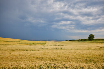landscape with agricultural field on a cloudy day