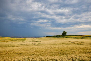 Obraz premium landscape with agricultural field on a cloudy day