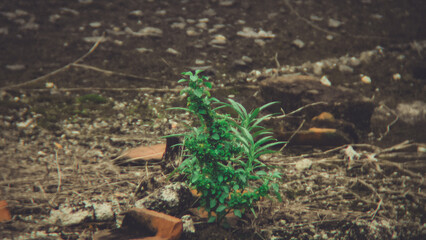 Small plant growing amidst debris and dirt, a testament to resilience.