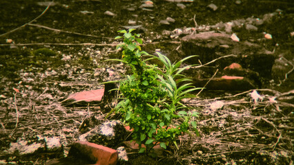A small, vibrant plant in a terracotta pot amidst debris and dirt.