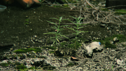 Small plants growing amidst debris and moss on a dark ground.