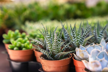 Succulents prepared for sale at a street market in Italy, close-up of the front row of plant pots,...