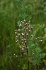 Melkolepestnik ustionem (lat. Erigeron acris)
