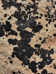 rocks covered with black lichens display vibrant textures and unique patterns, showcasing relationship between minerals and microorganisms in serene environment. close up.