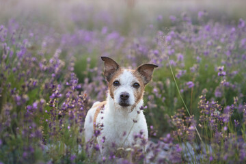 A Jack Russell Terrier stands alert among a sea of lavender flowers. The vibrant blooms and soft...