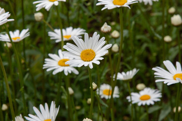 Fototapeta premium White flowers. Large daisies on a dark green background in a field in nature. Summer white flowers. They symbolize purity, innocence, and fidelity. Natural floral background