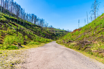 A view up the middle section of the lower path leading to the Pravcicka Gate arch in springtime