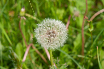 A white flower in a meadow in nature. A fluffy white dandelion is ready to scatter seeds from a...