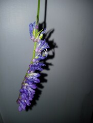Plante