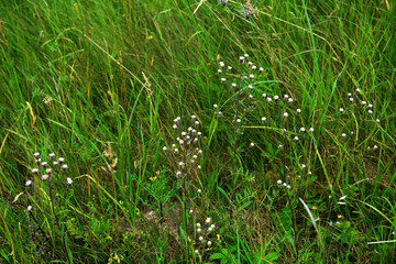 Melkolepestnik ustionem (lat. Erigeron acris)