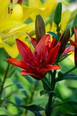 Beautiful fresh yellow and red  lilies in the park. Floriculture. Close up.