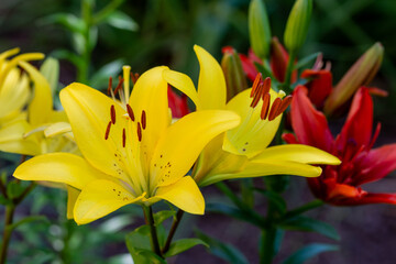 Beautiful fresh yellow and red  lilies in the park. Floriculture. Close up.