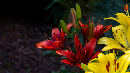 Fototapeta premium Beautiful fresh yellow and red lilies in the park. Floriculture. Close up.