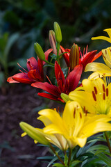 Beautiful fresh yellow and red  lilies in the park. Floriculture. Close up.