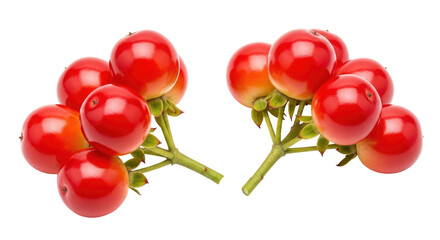Isolated Bunch of Red Berries