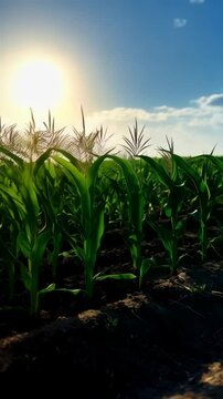 Green corn stalks rising from plowed earth, a row of agriculture in bright sunlight and blue sky, depicting a nature harvest.