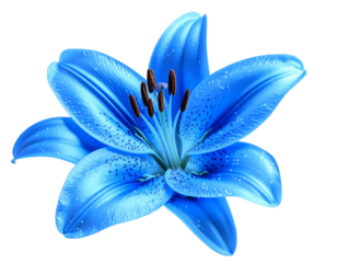  Fantasy-Style Glowing Blue Lily with Sparkling Petals, isolated on a transparent background