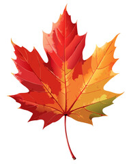 Fototapeta premium vector of a single red maple leaf with vein details and fall color gradient, isolated on white background 