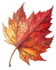 vector of a single red maple leaf with vein details and fall color gradient, isolated on white background
