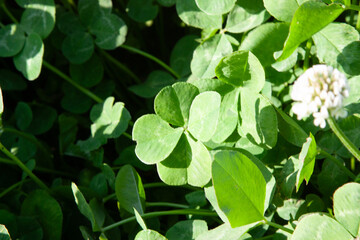 A background with a green field and a four-leaf clover in nature that brings good luck. Green natural background