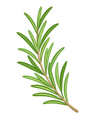 Obraz premium vector of a rosemary herb sprig with needle-like leaves and stem detail, isolated on white background 
