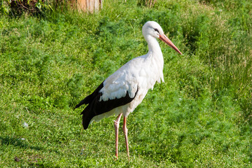 A white bird. A full-length stork on a green grass background in nature on a sunny summer day. Beautiful stork bird