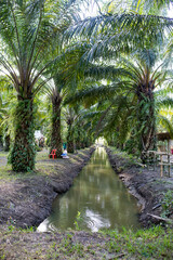 Obraz premium tropical garden with palm trees and water