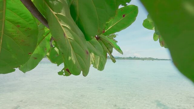 A beautiful tropical island in the Pacific Ocean with mangroves and coastal almond trees. A tropical island with calm waves and foliage in the foreground