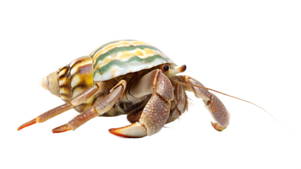   colorful hermit crab with shell  isolated on white background PNG, AI GENERATED