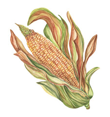 Watercolor illustration of ripe corn with leaves. Healthy vegan food. Botanical illustration of maize, a design element.