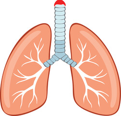 Simplified anatomical illustration of human lungs, showcasing bronchial tree and trachea.