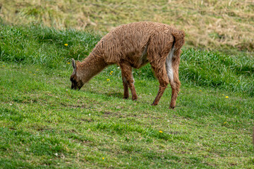View of brown furry llamas grazing in a meadow on a farm in Ecuador