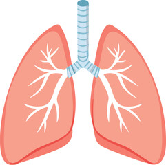 Diagram of a human respiratory system, showing lungs and bronchial tubes.