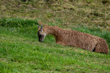 View of brown furry llamas grazing in a meadow on a farm in Ecuador
