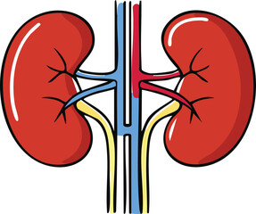 Illustration of the human kidneys, showing the renal arteries, veins, and ureters in a simplified anatomical view.