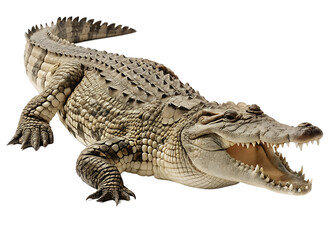 Naklejka premium crocodile isolated on white background PNG, AI GENERATED
