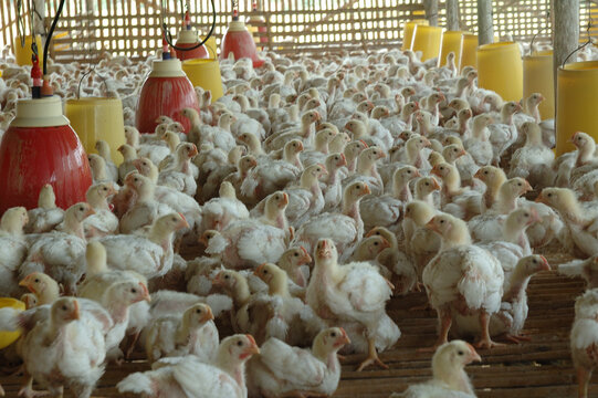 Inside A Poultry Farm.